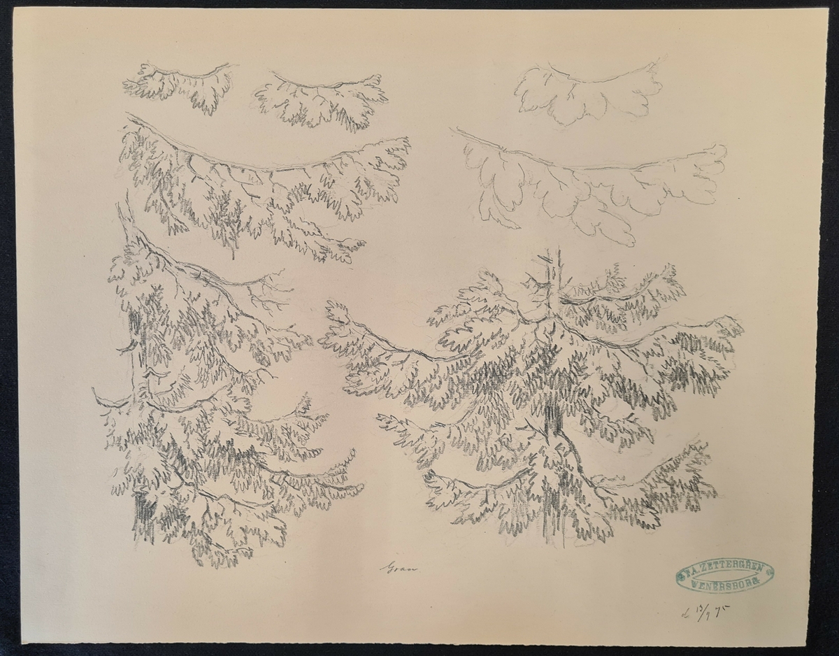 Teckning av F. A. Zettergren över ett träds grenverk, en gran. Teckningen är stämplad med F. A. Zettergren Wenersborg. Den är även daterad 13/9 1875.