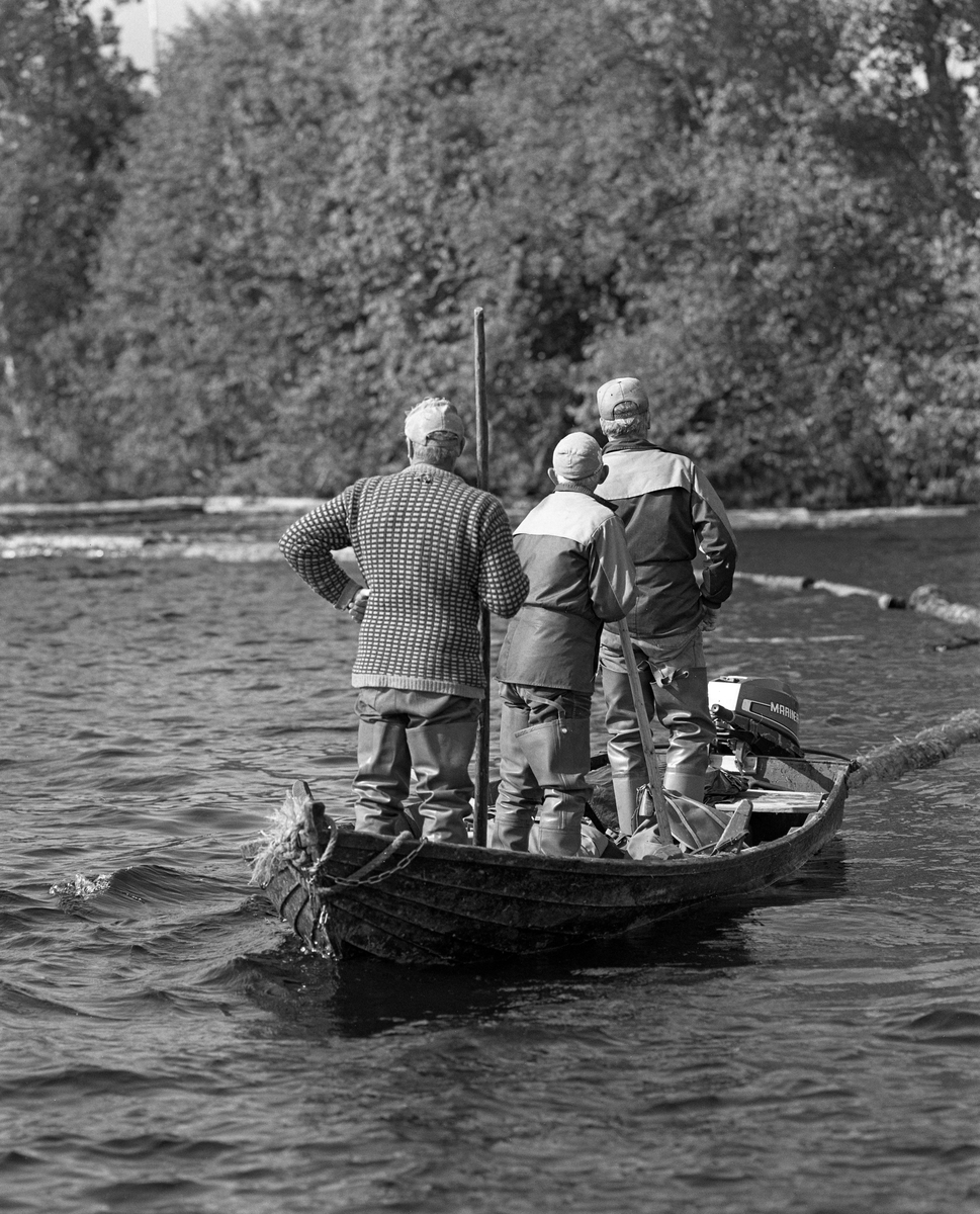 Lensene strammes i forbindelse med lenselegging i Glomma. Fra Strandfossen, Elverum, Hedmark. Tre menn i båt.