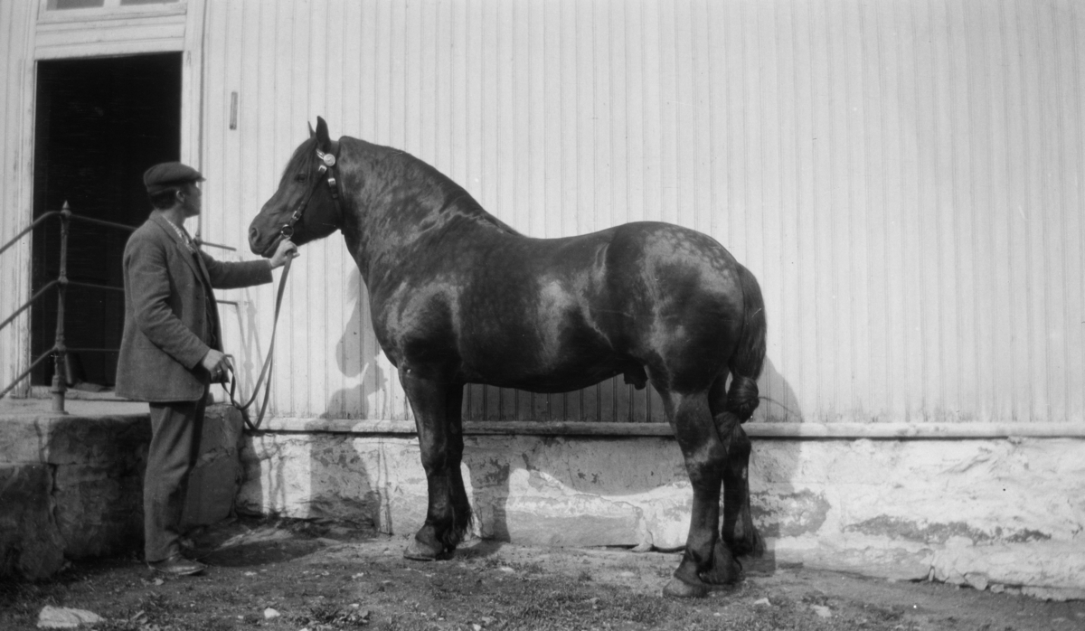 Hest, på Vole gård i Gausdal