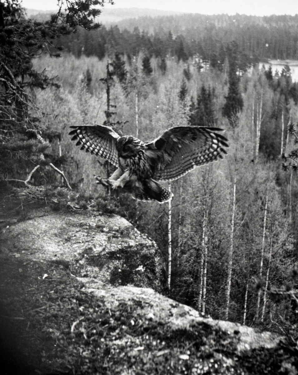 Berguven landar på en klipphylla, våren 1952.