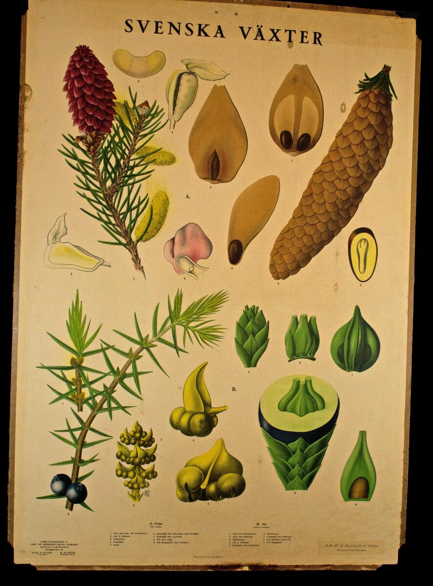 Botaniska väggtavlor: tavla nr 18, Korn; P.A  Norstedt och Söner Förlag, Stockholm
