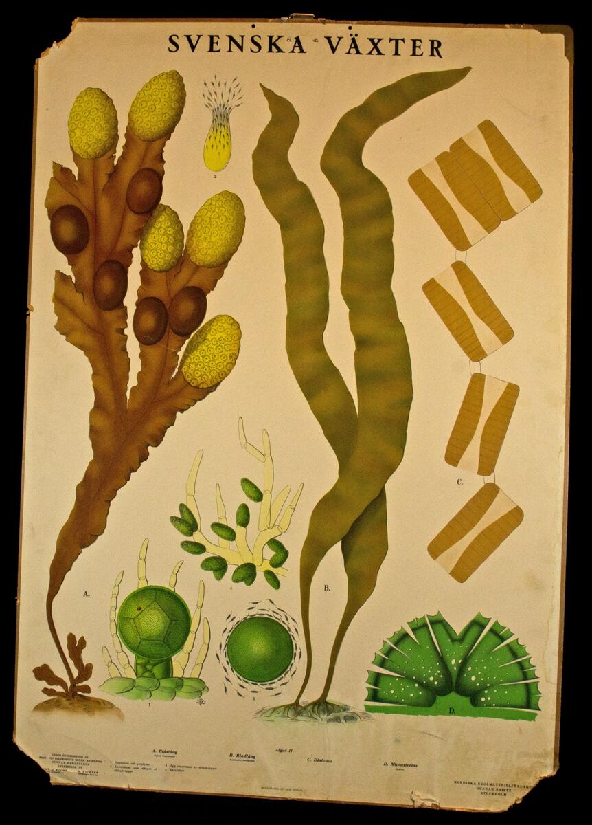 Skolplansch med titel: Svenska växter; Alger