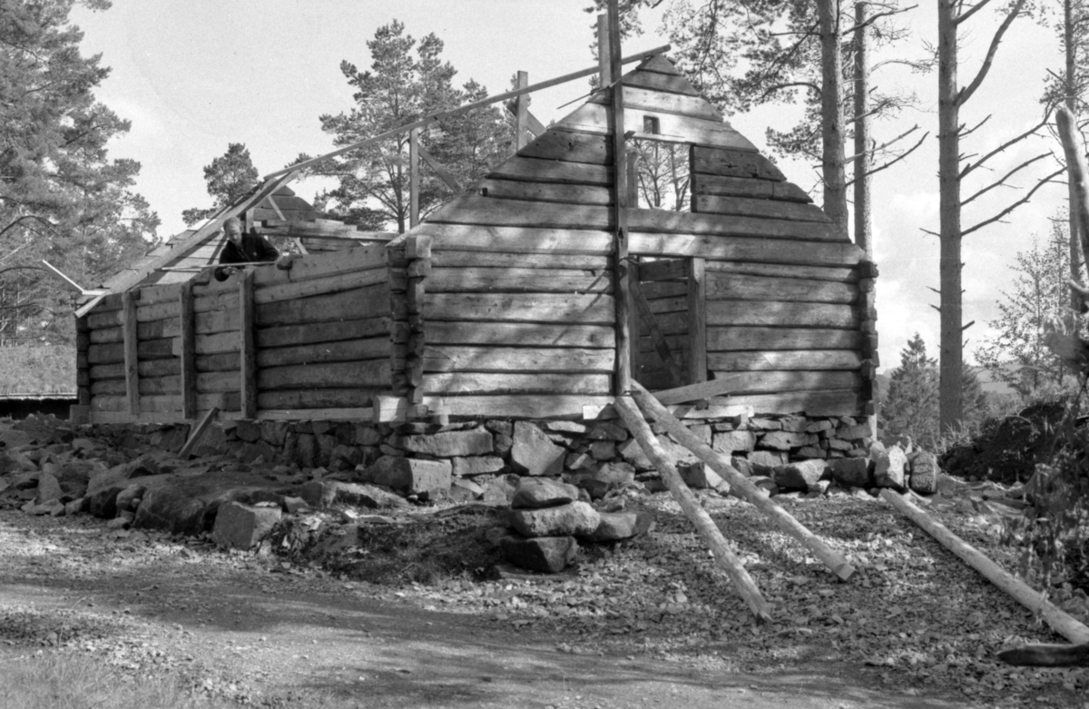 Dokumentasjonsbilder i serie fra oppføringa av ei bygning på Sunnmøre Museum. Et kufjøs med ei tilbygd grisebinge fra Fiskå i Vanylven.