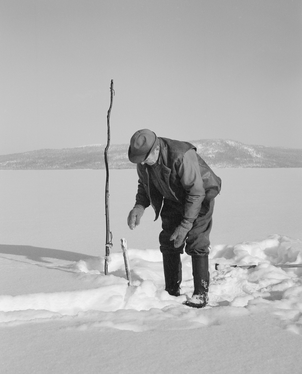 Osvald Kolbu fanger lake med fiskesaks på den snødekte isen på innsjøen Isteren i Engerdal i Hedmark. Bildet ble tatt i slutten av februar 1977.