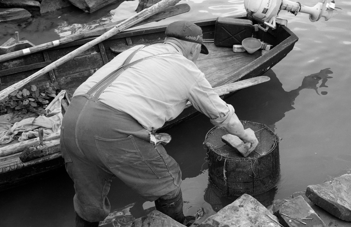 Yrkesfiskeren Paul Stensæter (1900-1982), fotografert bakfra mens han sto bøyd og la en stein på lokket av en sylindrisk nettingbeholder han hadde stående i strandsona ved båtstøa si, på østsida av Steinsfjorden, en sidearm til Tyrifjorden på Ringerike i Busvkerud. Beholderen inneholdt ørekyt (Phoxinus phoxinus), lokalt kalt «kime». Dette er en liten karpefisk som Stensæter brukte som agnfisk på såkalt reiv, ei line som det med et par meters mellomrom var påknyttet fortommer.  Kima ble hektet på disse krokene idet reiven ble satt i fjorden.  Dette var et sommerfiske. Stensæter var kledd i dongerioverall og ei ensfarget flanellskjorte. Han hadde langskaftete gummistøvler på beina, og på hodet bar han ei skyggelue, et reklameprodukt fra dekkprodusenten Goodyear.

I 1970-åra var etnologen Åsmund Eknæs fra Norsk Skogbruksmuseum flere ganger på besøk hos Paul Stensæter for å observere ham i arbeid og intervjue ham om fiskeaktivitetene på ulike tider av året. Museumsmannen sammenfattet den kunnskapen han tilegnet seg om reivfisket og bruken av «kime» som agn i Steinsfjorden slik:

«Det kanskje mest effektive redskap på abboren var reiven. Når to stykker fisket sammen var det mulig å ha abborreiv med opptil 1 000 kroker. Disse hang i ca. 30 cm lange tamser med 2 favners mellomrom. Vi fikk altså her ei line på omkring 4 kilometers lengde! Reiven ble ikke satt på samme sted to dager i trekk. De satte den «bassenget rundt», dvs. at de fulgte en bestemt rutine for å få fisket rundt hele fjorden.

Da Paul gikk over til å fiske aleine nøyde han seg med 600 kroker. Agn var, så lenge det var lovlig, levende ørekyte, «kimer», Kima hadde han gående i en vannstamp med et klede over. Kledet hang litt ned i vannet slik at det ble en liten dam på oversida. Oppi her tok han en neve kime etter hvert som han trengte det. Reiven ble oppbevart i ei kasse med slinner langs kantene til feste for krokene. Paul greide å egne og kaste uti ca. 100 kroker på et kvarter. Da måtte han også få båten framover etter hvert som reiven ble satt ut.»