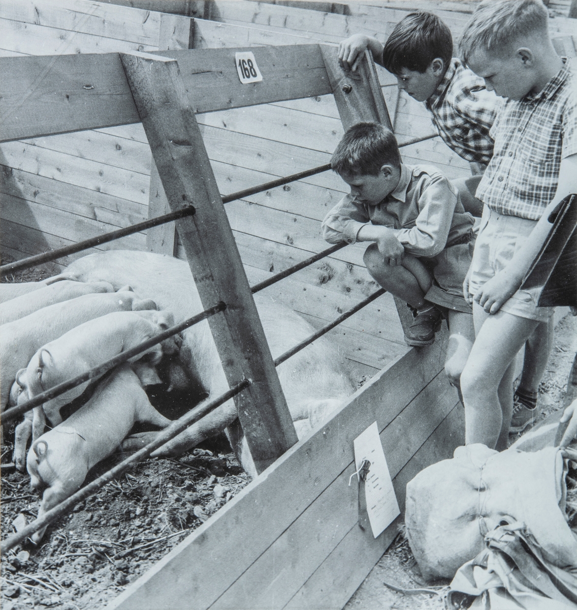 3 gutter på Utstillingsplassen på 1960-tallet. Fra venstre: Tore Jørstad, Vidar Heggelund og Tom Larsen ser på ei purke med grisunger.