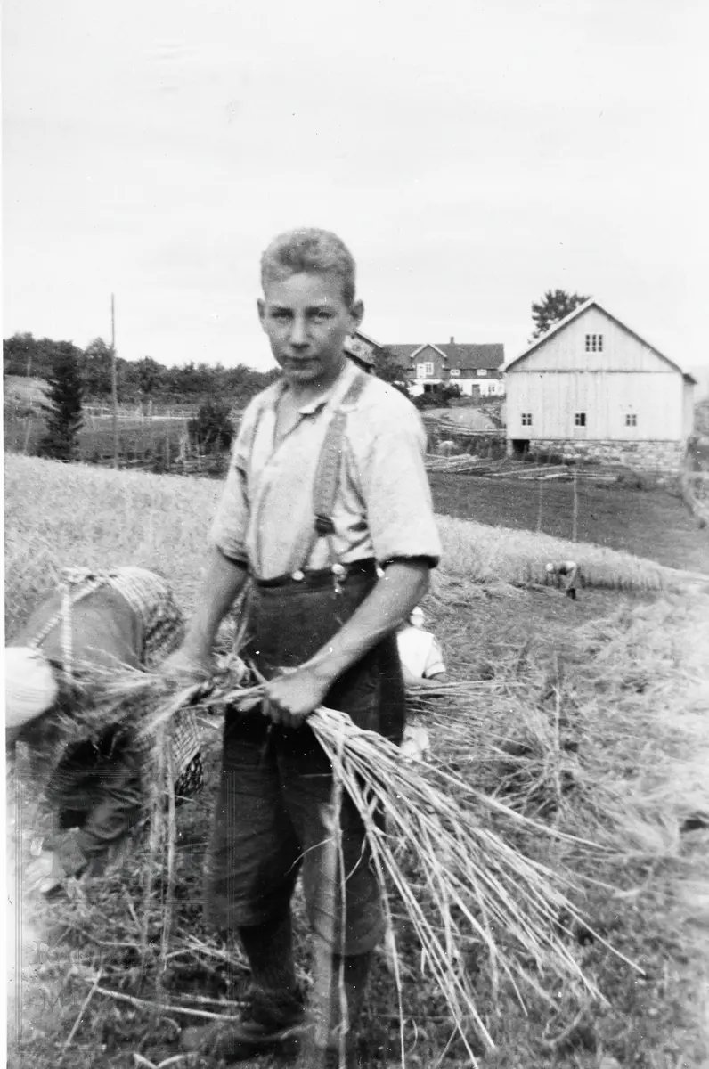 Anders Gjefsen i kornåkeren, lager bindill til kornnek.
