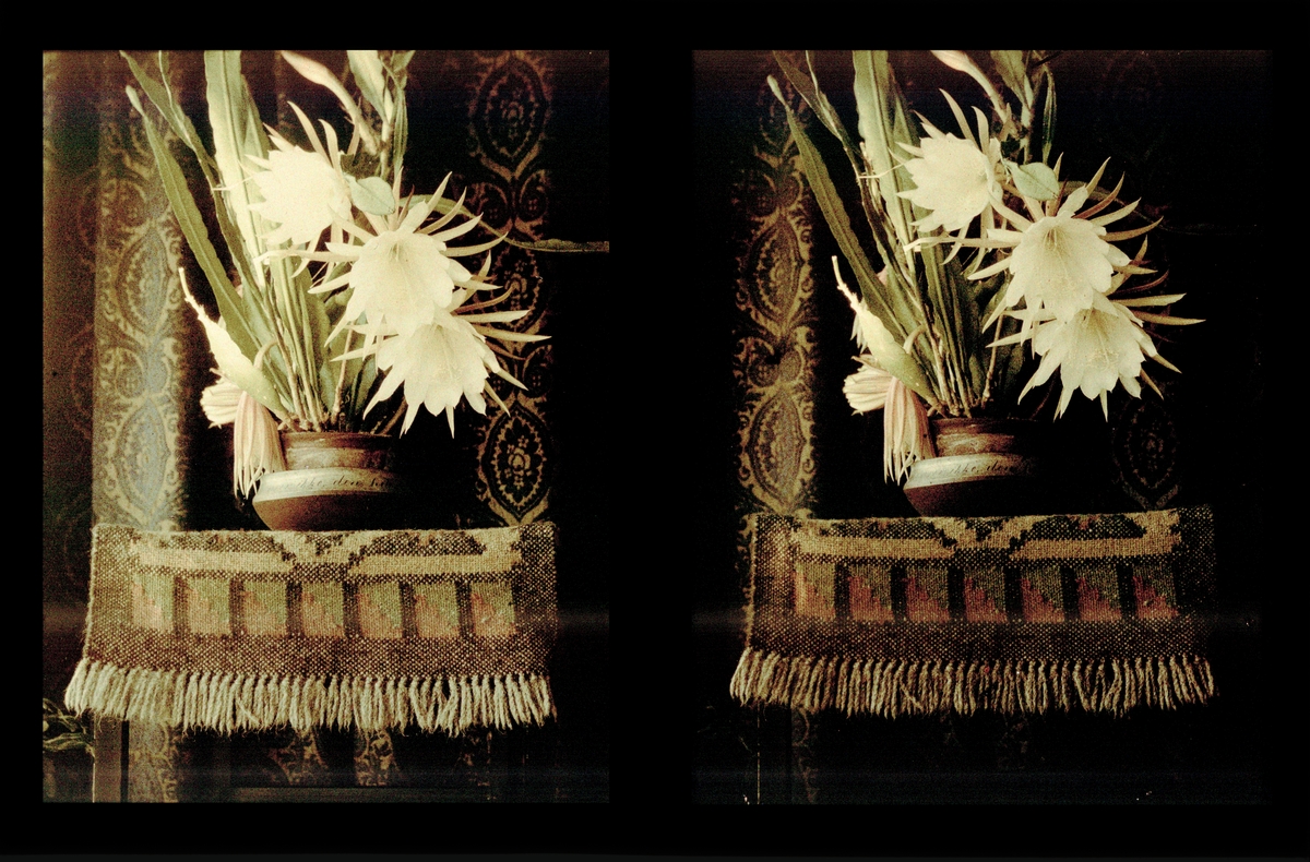 Stilleben, blomstrende kaktus i vase på bord med vevd løper. Kaktusen er av arten epiphyllum, en hvit, storblomstret, oppadvoksende variant. Fotografert i fotografens hjem i Trondheim. Tilhører Arkitekt Hans Grendahls samling av stereobilder.