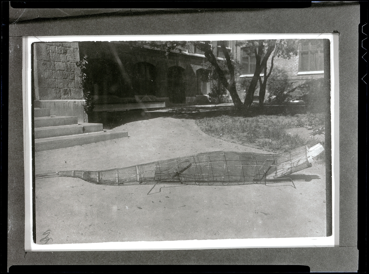 Montering av nilkrokodil för Uddevalla Museums räkning i juli 1918