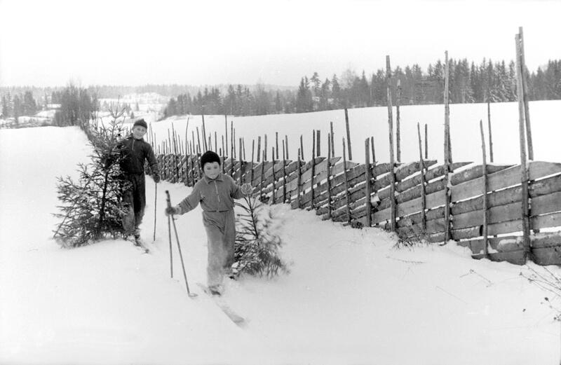 Svart-hvitt foto av en liten og en stor gutt som går på ski langs en skigard, og med hvert sitt juletre i ene hånda.