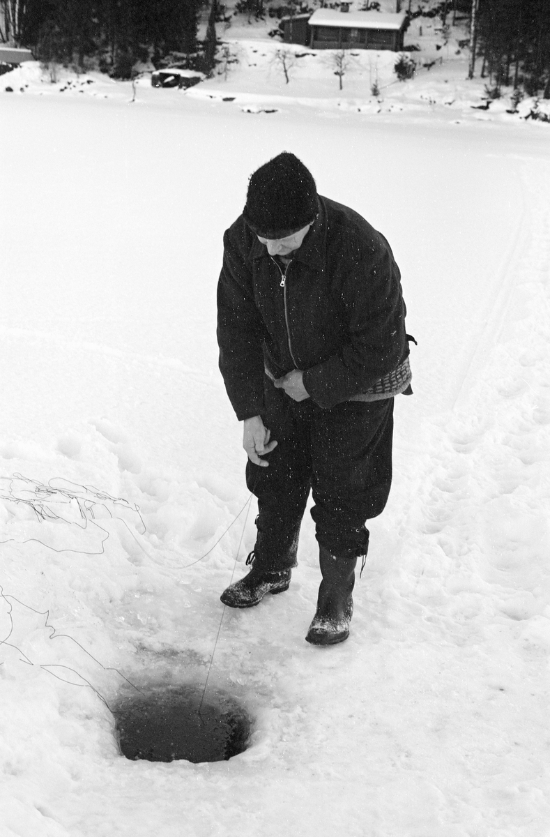 Yrkesfiskeren Paul Stensæter (1900-1982), fotografert mens han trakk et av garna han hadde satt under isen på Steinsfjorden vinteren 1973. Steinsfjorden er en sidearm til Tyrifjorden på Ringerike i Buskerud. Garnfisket vinterstid var primært et sikfiske. 

I 1973 og 1974 var Åsmund Eknæs fra Norsk Skogbruksmuseum flere ganger på besøk hos Paul Stensæter for å intervjue ham og observere ham i arbeid som fisker. Det Eknæs fikk vite om garnfisket under isen på Steinsfjorden sammenfattet han slik:

«Sikfiske med garn. Dette fisket foregikk på to steder, i åpent vann ute i Tyrifjorden og under isen i Steinsfjorden. Tyrifjorden er ofte åpen langt utover vinteren og det hender at den ikke legger seg i det hele tatt. De dro da i båt over fra Steinsfjorden og satte garn på ganske store dyp, 20-40 favner. Når det ble fisket for fullt ble det brukt 20 garn. 10 sto ute mens de øvrige var hjemme til tørking.

Garnfisket under isen i Steinsfjorden begynner så fort isen legger seg om høsten, fordi tynn og gjennomsiktig is er en fordel når garna skal settes ut første gang. Å sette ut garn under isen kaller Paul for øvrig «å høgge ut garna». Dette krever en spesiell teknikk. Er isen gjennomsiktig, foregår det på følgende måte: To hull hogges med så lang avstand som lengda på garnet. Ei rett granstang på 7-8 m stikkes ned i det ene hullet med den tynneste enden først. I den tykkeste enden er det et hull hvor det blir festet ei snor. Stanga blir nå skjøvet i full fart mot det andre hullet. En viktig detalj ved denne stanga er at den skal være nyhogget. Da ligger den dypere i vannet og skubber mindre mot isen. Stanga går ikke helt fram til det andre hullet. Der den stopper blir det hogget et mindre hull og den skyves videre ved hjelp av en kjepp med ei kløft i enden. Når snora er brakt fram på denne måten, er det en enkel sak å trekke garnet under isen. 

Men er isen ugjennomsiktig, slik at det er umulig å se stanga, må Paul gjøre det på en annen måte. Da finner han ei lang stang med god krumming på. Så hogger han hull så tett at stanga kan stikkes ned i det ene og komme opp igjen gjennom det neste.

Garnet er nå på plass under isen og står på bunnen på 5-10 favners dyp. Fra hver ende av garnet går det ei tynn snor opp til hullet i isen. Snorene går ikke opp gjennom hullet, men er festet litt ved siden. Dette er gjort for å hindre at han hogger dem av når is som har dannet seg i hullet skal fjernes.

Dagens nylongarn tåler å stå ute hele vinteren. Tidligere, da lin og bomull var mest brukt, var det nødvendig å ta garna opp og tørke dem. Av de 20-40 garn som Paul brukte, var halvparten til tørk.

Ettersynet, som gjerne foregår annenhver dag, begynner med at han får tak i snorene fra garnet ved å stikke en pinne med krok på innunder isen. I den borteste enden løsner han garnsnora og fester isteden ei lang nylonsnor til garnet. Tidligere brukte han snor av tvunnet hestetagl. Snora er så lang at den også rekker bort til der han står oppå isen. Ved trekkinga tar han ut fisken etter hvert. Når hele garnet er trukket, blir han stående på samme sted, tar tak i snora og drar garnet ut igjen samtidig som han passer på at det går ordentlig.

I sterk kulde vil det våte garnet fryse til en klump og være umulig å sette igjen. For å hindre dette hogger han ei grop i isen bak hullet og fyller denne med vann. Etter hvert som han trekker garnet putter ha det ned i gropa og det holder seg opptint til det skal settes igjen.

Når det blir mildvær og fare for at isen skal gå opp og komme i drift, må det tas spesielle forholdsregler for å hindre at garna blir dratt med isflak og forsvinner. Paul binder i slike tilfelle inn en bit snelletråd i den snora som går fra isen og ned til garnet. Kommer isen i drift, vil snelletråden ryke, og garnet blir stående igjen på samme sted. Det er da en forholdsvis enkel sak å sokne etter det.

Garnfisket ga jevne tilførsler av sik gjennom det meste av vinteren. Vintersiken i Steinsfjorden er noe mindre enn høstsiken. Det går omkring 4 på kiloen, mot 3 om høsten. Fangstene varierer fra noen få til 25-30 pr. garn. Med 10 garn ute vil han kunne få opptil 200-300 sik eller 50-70 kilo. Men da blir garnene trukket bare annenhver dag.»