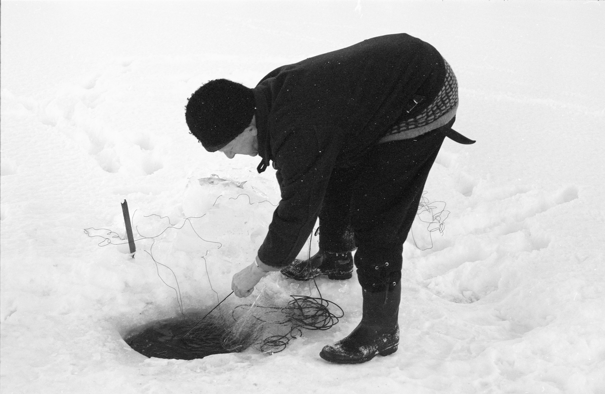 Yrkesfiskeren Paul Stensæter (1900-1982), fotografert mens han trakk et av garna han hadde satt under isen på Steinsfjorden vinteren 1973. Steinsfjorden er en sidearm til Tyrifjorden på Ringerike i Buskerud. Garnfisket vinterstid var primært et sikfiske. 

I 1973 og 1974 var Åsmund Eknæs fra Norsk Skogbruksmuseum flere ganger på besøk hos Paul Stensæter for å intervjue ham og observere ham i arbeid som fisker. Det Eknæs fikk vite om garnfisket under isen på Steinsfjorden sammenfattet han slik:

«Sikfiske med garn. Dette fisket foregikk på to steder, i åpent vann ute i Tyrifjorden og under isen i Steinsfjorden. Tyrifjorden er ofte åpen langt utover vinteren og det hender at den ikke legger seg i det hele tatt. De dro da i båt over fra Steinsfjorden og satte garn på ganske store dyp, 20-40 favner. Når det ble fisket for fullt ble det brukt 20 garn. 10 sto ute mens de øvrige var hjemme til tørking.

Garnfisket under isen i Steinsfjorden begynner så fort isen legger seg om høsten, fordi tynn og gjennomsiktig is er en fordel når garna skal settes ut første gang. Å sette ut garn under isen kaller Paul for øvrig «å høgge ut garna». Dette krever en spesiell teknikk. Er isen gjennomsiktig, foregår det på følgende måte: To hull hogges med så lang avstand som lengda på garnet. Ei rett granstang på 7-8 m stikkes ned i det ene hullet med den tynneste enden først. I den tykkeste enden er det et hull hvor det blir festet ei snor. Stanga blir nå skjøvet i full fart mot det andre hullet. En viktig detalj ved denne stanga er at den skal være nyhogget. Da ligger den dypere i vannet og skubber mindre mot isen. Stanga går ikke helt fram til det andre hullet. Der den stopper blir det hogget et mindre hull og den skyves videre ved hjelp av en kjepp med ei kløft i enden. Når snora er brakt fram på denne måten, er det en enkel sak å trekke garnet under isen. 

Men er isen ugjennomsiktig, slik at det er umulig å se stanga, må Paul gjøre det på en annen måte. Da finner han ei lang stang med god krumming på. Så hogger han hull så tett at stanga kan stikkes ned i det ene og komme opp igjen gjennom det neste.

Garnet er nå på plass under isen og står på bunnen på 5-10 favners dyp. Fra hver ende av garnet går det ei tynn snor opp til hullet i isen. Snorene går ikke opp gjennom hullet, men er festet litt ved siden. Dette er gjort for å hindre at han hogger dem av når is som har dannet seg i hullet skal fjernes.

Dagens nylongarn tåler å stå ute hele vinteren. Tidligere, da lin og bomull var mest brukt, var det nødvendig å ta garna opp og tørke dem. Av de 20-40 garn som Paul brukte, var halvparten til tørk.

Ettersynet, som gjerne foregår annenhver dag, begynner med at han får tak i snorene fra garnet ved å stikke en pinne med krok på innunder isen. I den borteste enden løsner han garnsnora og fester isteden ei lang nylonsnor til garnet. Tidligere brukte han snor av tvunnet hestetagl. Snora er så lang at den også rekker bort til der han står oppå isen. Ved trekkinga tar han ut fisken etter hvert. Når hele garnet er trukket, blir han stående på samme sted, tar tak i snora og drar garnet ut igjen samtidig som han passer på at det går ordentlig.

I sterk kulde vil det våte garnet fryse til en klump og være umulig å sette igjen. For å hindre dette hogger han ei grop i isen bak hullet og fyller denne med vann. Etter hvert som han trekker garnet putter ha det ned i gropa og det holder seg opptint til det skal settes igjen.

Når det blir mildvær og fare for at isen skal gå opp og komme i drift, må det tas spesielle forholdsregler for å hindre at garna blir dratt med isflak og forsvinner. Paul binder i slike tilfelle inn en bit snelletråd i den snora som går fra isen og ned til garnet. Kommer isen i drift, vil snelletråden ryke, og garnet blir stående igjen på samme sted. Det er da en forholdsvis enkel sak å sokne etter det.

Garnfisket ga jevne tilførsler av sik gjennom det meste av vinteren. Vintersiken i Steinsfjorden er noe mindre enn høstsiken. Det går omkring 4 på kiloen, mot 3 om høsten. Fangstene varierer fra noen få til 25-30 pr. garn. Med 10 garn ute vil han kunne få opptil 200-300 sik eller 50-70 kilo. Men da blir garnene trukket bare annenhver dag.»