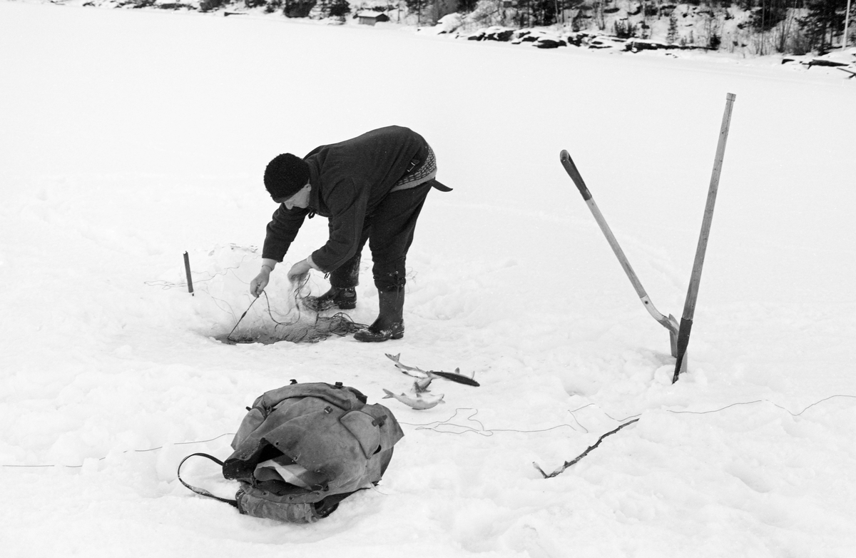 Yrkesfiskeren Paul Stensæter (1900-1982), fotografert mens han trakk et av garna han hadde satt under isen på Steinsfjorden vinteren 1973. Steinsfjorden er en sidearm til Tyrifjorden på Ringerike i Buskerud. Garnfisket vinterstid var primært et sikfiske.  Til høyre i bildet sto det en spade og en isbil i snøen. Dette var redskaper fiskeren brukte til å åpne de hullene i isen garna ble trukket fra når det hadde vært frost og kanskje snøvær siden forrige gang garna ble trukket, to døgn tidligere. Ryggsekken i forgrunnen ble antakelig brukt til å bære i land fangsten. Noen fisker Stensæter hadde plukket ut av garnet lå sprellende på den snødekte isen da fotografiet ble tatt.

I 1973 og 1974 var Åsmund Eknæs fra Norsk Skogbruksmuseum flere ganger på besøk hos Paul Stensæter for å intervjue ham og observere ham i arbeid som fisker. Det Eknæs fikk vite om garnfisket under isen på Steinsfjorden sammenfattet han slik:

«Sikfiske med garn. Dette fisket foregikk på to steder, i åpent vann ute i Tyrifjorden og under isen i Steinsfjorden. Tyrifjorden er ofte åpen langt utover vinteren og det hender at den ikke legger seg i det hele tatt. De dro da i båt over fra Steinsfjorden og satte garn på ganske store dyp, 20-40 favner. Når det ble fisket for fullt ble det brukt 20 garn. 10 sto ute mens de øvrige var hjemme til tørking.

Garnfisket under isen i Steinsfjorden begynner så fort isen legger seg om høsten, fordi tynn og gjennomsiktig is er en fordel når garna skal settes ut første gang. Å sette ut garn under isen kaller Paul for øvrig «å høgge ut garna». Dette krever en spesiell teknikk. Er isen gjennomsiktig, foregår det på følgende måte: To hull hogges med så lang avstand som lengda på garnet. Ei rett granstang på 7-8 m stikkes ned i det ene hullet med den tynneste enden først. I den tykkeste enden er det et hull hvor det blir festet ei snor. Stanga blir nå skjøvet i full fart mot det andre hullet. En viktig detalj ved denne stanga er at den skal være nyhogget. Da ligger den dypere i vannet og skubber mindre mot isen. Stanga går ikke helt fram til det andre hullet. Der den stopper blir det hogget et mindre hull og den skyves videre ved hjelp av en kjepp med ei kløft i enden. Når snora er brakt fram på denne måten, er det en enkel sak å trekke garnet under isen. 

Men er isen ugjennomsiktig, slik at det er umulig å se stanga, må Paul gjøre det på en annen måte. Da finner han ei lang stang med god krumming på. Så hogger han hull så tett at stanga kan stikkes ned i det ene og komme opp igjen gjennom det neste.

Garnet er nå på plass under isen og står på bunnen på 5-10 favners dyp. Fra hver ende av garnet går det ei tynn snor opp til hullet i isen. Snorene går ikke opp gjennom hullet, men er festet litt ved siden. Dette er gjort for å hindre at han hogger dem av når is som har dannet seg i hullet skal fjernes.

Dagens nylongarn tåler å stå ute hele vinteren. Tidligere, da lin og bomull var mest brukt, var det nødvendig å ta garna opp og tørke dem. Av de 20-40 garn som Paul brukte, var halvparten til tørk.

Ettersynet, som gjerne foregår annenhver dag, begynner med at han får tak i snorene fra garnet ved å stikke en pinne med krok på innunder isen. I den borteste enden løsner han garnsnora og fester isteden ei lang nylonsnor til garnet. Tidligere brukte han snor av tvunnet hestetagl. Snora er så lang at den også rekker bort til der han står oppå isen. Ved trekkinga tar han ut fisken etter hvert. Når hele garnet er trukket, blir han stående på samme sted, tar tak i snora og drar garnet ut igjen samtidig som han passer på at det går ordentlig.

I sterk kulde vil det våte garnet fryse til en klump og være umulig å sette igjen. For å hindre dette hogger han ei grop i isen bak hullet og fyller denne med vann. Etter hvert som han trekker garnet putter ha det ned i gropa og det holder seg opptint til det skal settes igjen.

Når det blir mildvær og fare for at isen skal gå opp og komme i drift, må det tas spesielle forholdsregler for å hindre at garna blir dratt med isflak og forsvinner. Paul binder i slike tilfelle inn en bit snelletråd i den snora som går fra isen og ned til garnet. Kommer isen i drift, vil snelletråden ryke, og garnet blir stående igjen på samme sted. Det er da en forholdsvis enkel sak å sokne etter det.

Garnfisket ga jevne tilførsler av sik gjennom det meste av vinteren. Vintersiken i Steinsfjorden er noe mindre enn høstsiken. Det går omkring 4 på kiloen, mot 3 om høsten. Fangstene varierer fra noen få til 25-30 pr. garn. Med 10 garn ute vil han kunne få opptil 200-300 sik eller 50-70 kilo. Men da blir garnene trukket bare annenhver dag.»