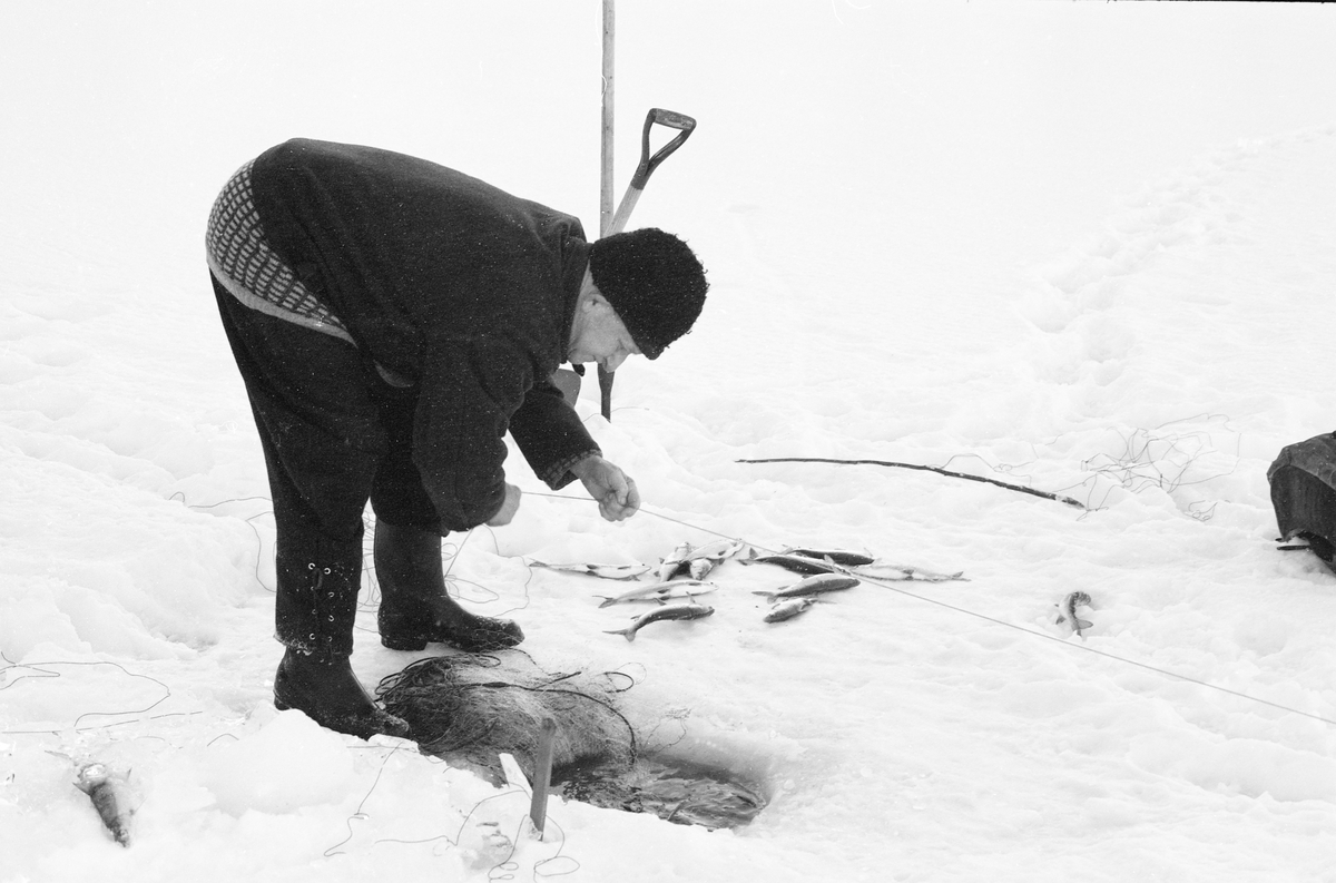 Yrkesfiskeren Paul Stensæter (1900-1982), fotografert mens han trakk et av garna han hadde satt under isen på Steinsfjorden vinteren 1973. Steinsfjorden er en sidearm til Tyrifjorden på Ringerike i Buskerud. Garnfisket vinterstid var primært et sikfiske. Da dette fotografiet ble tatt var Stensæter i ferd med å trekke et garn han nettopp hadde tatt fangsten ut av ned under isen igjen. Dette ble gjort ved å trekke i ei snor som var knyttet til enden av overtelna via et annet hull i isen, cirka en garnlengde fra det stedet der Stensæter sto. På den snødekte isen ved sida av lå en del sik som fiskeren hadde plukket ut av garnet. Bakenfor sto en spade og en isbil plantet i snøen. Dette var redskaper fiskeren brukte til å åpne de hullene i isen garna ble trukket fra når det hadde vært frost og kanskje snøvær siden forrige gang garna ble trukket, to døgn tidligere.

I 1973 og 1974 var Åsmund Eknæs fra Norsk Skogbruksmuseum flere ganger på besøk hos Paul Stensæter for å intervjue ham og observere ham i arbeid som fisker. Det Eknæs fikk vite om garnfisket under isen på Steinsfjorden sammenfattet han slik:

«Sikfiske med garn. Dette fisket foregikk på to steder, i åpent vann ute i Tyrifjorden og under isen i Steinsfjorden. Tyrifjorden er ofte åpen langt utover vinteren og det hender at den ikke legger seg i det hele tatt. De dro da i båt over fra Steinsfjorden og satte garn på ganske store dyp, 20-40 favner. Når det ble fisket for fullt ble det brukt 20 garn. 10 sto ute mens de øvrige var hjemme til tørking.

Garnfisket under isen i Steinsfjorden begynner så fort isen legger seg om høsten, fordi tynn og gjennomsiktig is er en fordel når garna skal settes ut første gang. Å sette ut garn under isen kaller Paul for øvrig «å høgge ut garna». Dette krever en spesiell teknikk. Er isen gjennomsiktig, foregår det på følgende måte: To hull hogges med så lang avstand som lengda på garnet. Ei rett granstang på 7-8 m stikkes ned i det ene hullet med den tynneste enden først. I den tykkeste enden er det et hull hvor det blir festet ei snor. Stanga blir nå skjøvet i full fart mot det andre hullet. En viktig detalj ved denne stanga er at den skal være nyhogget. Da ligger den dypere i vannet og skubber mindre mot isen. Stanga går ikke helt fram til det andre hullet. Der den stopper blir det hogget et mindre hull og den skyves videre ved hjelp av en kjepp med ei kløft i enden. Når snora er brakt fram på denne måten, er det en enkel sak å trekke garnet under isen. 

Men er isen ugjennomsiktig, slik at det er umulig å se stanga, må Paul gjøre det på en annen måte. Da finner han ei lang stang med god krumming på. Så hogger han hull så tett at stanga kan stikkes ned i det ene og komme opp igjen gjennom det neste.

Garnet er nå på plass under isen og står på bunnen på 5-10 favners dyp. Fra hver ende av garnet går det ei tynn snor opp til hullet i isen. Snorene går ikke opp gjennom hullet, men er festet litt ved siden. Dette er gjort for å hindre at han hogger dem av når is som har dannet seg i hullet skal fjernes.

Dagens nylongarn tåler å stå ute hele vinteren. Tidligere, da lin og bomull var mest brukt, var det nødvendig å ta garna opp og tørke dem. Av de 20-40 garn som Paul brukte, var halvparten til tørk.

Ettersynet, som gjerne foregår annenhver dag, begynner med at han får tak i snorene fra garnet ved å stikke en pinne med krok på innunder isen. I den borteste enden løsner han garnsnora og fester isteden ei lang nylonsnor til garnet. Tidligere brukte han snor av tvunnet hestetagl. Snora er så lang at den også rekker bort til der han står oppå isen. Ved trekkinga tar han ut fisken etter hvert. Når hele garnet er trukket, blir han stående på samme sted, tar tak i snora og drar garnet ut igjen samtidig som han passer på at det går ordentlig.

I sterk kulde vil det våte garnet fryse til en klump og være umulig å sette igjen. For å hindre dette hogger han ei grop i isen bak hullet og fyller denne med vann. Etter hvert som han trekker garnet putter ha det ned i gropa og det holder seg opptint til det skal settes igjen.

Når det blir mildvær og fare for at isen skal gå opp og komme i drift, må det tas spesielle forholdsregler for å hindre at garna blir dratt med isflak og forsvinner. Paul binder i slike tilfelle inn en bit snelletråd i den snora som går fra isen og ned til garnet. Kommer isen i drift, vil snelletråden ryke, og garnet blir stående igjen på samme sted. Det er da en forholdsvis enkel sak å sokne etter det.

Garnfisket ga jevne tilførsler av sik gjennom det meste av vinteren. Vintersiken i Steinsfjorden er noe mindre enn høstsiken. Det går omkring 4 på kiloen, mot 3 om høsten. Fangstene varierer fra noen få til 25-30 pr. garn. Med 10 garn ute vil han kunne få opptil 200-300 sik eller 50-70 kilo. Men da blir garnene trukket bare annenhver dag.»