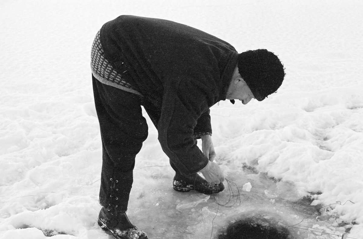 Yrkesfiskeren Paul Stensæter (1900-1982), fotografert mens han trakk et av garna han hadde satt under isen på Steinsfjorden vinteren 1973. Steinsfjorden er en sidearm til Tyrifjorden på Ringerike i Buskerud. Garnfisket vinterstid var primært et sikfiske. Her sto fiskeren bøyd over et hull i isen med ei snor til enden av garnets overtelne i hendene. Den skulle plasseres slik at den gikk opp av vannet ved kanten på hullet. Der gjorde den garnet tilgjengelig neste gang det skulle trekkes, to døgn seinere.

I 1973 og 1974 var Åsmund Eknæs fra Norsk Skogbruksmuseum flere ganger på besøk hos Paul Stensæter for å intervjue ham og observere ham i arbeid som fisker. Det Eknæs fikk vite om garnfisket under isen på Steinsfjorden sammenfattet han slik:

«Sikfiske med garn. Dette fisket foregikk på to steder, i åpent vann ute i Tyrifjorden og under isen i Steinsfjorden. Tyrifjorden er ofte åpen langt utover vinteren og det hender at den ikke legger seg i det hele tatt. De dro da i båt over fra Steinsfjorden og satte garn på ganske store dyp, 20-40 favner. Når det ble fisket for fullt ble det brukt 20 garn. 10 sto ute mens de øvrige var hjemme til tørking.

Garnfisket under isen i Steinsfjorden begynner så fort isen legger seg om høsten, fordi tynn og gjennomsiktig is er en fordel når garna skal settes ut første gang. Å sette ut garn under isen kaller Paul for øvrig «å høgge ut garna». Dette krever en spesiell teknikk. Er isen gjennomsiktig, foregår det på følgende måte: To hull hogges med så lang avstand som lengda på garnet. Ei rett granstang på 7-8 m stikkes ned i det ene hullet med den tynneste enden først. I den tykkeste enden er det et hull hvor det blir festet ei snor. Stanga blir nå skjøvet i full fart mot det andre hullet. En viktig detalj ved denne stanga er at den skal være nyhogget. Da ligger den dypere i vannet og skubber mindre mot isen. Stanga går ikke helt fram til det andre hullet. Der den stopper blir det hogget et mindre hull og den skyves videre ved hjelp av en kjepp med ei kløft i enden. Når snora er brakt fram på denne måten, er det en enkel sak å trekke garnet under isen. 

Men er isen ugjennomsiktig, slik at det er umulig å se stanga, må Paul gjøre det på en annen måte. Da finner han ei lang stang med god krumming på. Så hogger han hull så tett at stanga kan stikkes ned i det ene og komme opp igjen gjennom det neste.

Garnet er nå på plass under isen og står på bunnen på 5-10 favners dyp. Fra hver ende av garnet går det ei tynn snor opp til hullet i isen. Snorene går ikke opp gjennom hullet, men er festet litt ved siden. Dette er gjort for å hindre at han hogger dem av når is som har dannet seg i hullet skal fjernes.

Dagens nylongarn tåler å stå ute hele vinteren. Tidligere, da lin og bomull var mest brukt, var det nødvendig å ta garna opp og tørke dem. Av de 20-40 garn som Paul brukte, var halvparten til tørk.

Ettersynet, som gjerne foregår annenhver dag, begynner med at han får tak i snorene fra garnet ved å stikke en pinne med krok på innunder isen. I den borteste enden løsner han garnsnora og fester isteden ei lang nylonsnor til garnet. Tidligere brukte han snor av tvunnet hestetagl. Snora er så lang at den også rekker bort til der han står oppå isen. Ved trekkinga tar han ut fisken etter hvert. Når hele garnet er trukket, blir han stående på samme sted, tar tak i snora og drar garnet ut igjen samtidig som han passer på at det går ordentlig.

I sterk kulde vil det våte garnet fryse til en klump og være umulig å sette igjen. For å hindre dette hogger han ei grop i isen bak hullet og fyller denne med vann. Etter hvert som han trekker garnet putter ha det ned i gropa og det holder seg opptint til det skal settes igjen.

Når det blir mildvær og fare for at isen skal gå opp og komme i drift, må det tas spesielle forholdsregler for å hindre at garna blir dratt med isflak og forsvinner. Paul binder i slike tilfelle inn en bit snelletråd i den snora som går fra isen og ned til garnet. Kommer isen i drift, vil snelletråden ryke, og garnet blir stående igjen på samme sted. Det er da en forholdsvis enkel sak å sokne etter det.

Garnfisket ga jevne tilførsler av sik gjennom det meste av vinteren. Vintersiken i Steinsfjorden er noe mindre enn høstsiken. Det går omkring 4 på kiloen, mot 3 om høsten. Fangstene varierer fra noen få til 25-30 pr. garn. Med 10 garn ute vil han kunne få opptil 200-300 sik eller 50-70 kilo. Men da blir garnene trukket bare annenhver dag.»