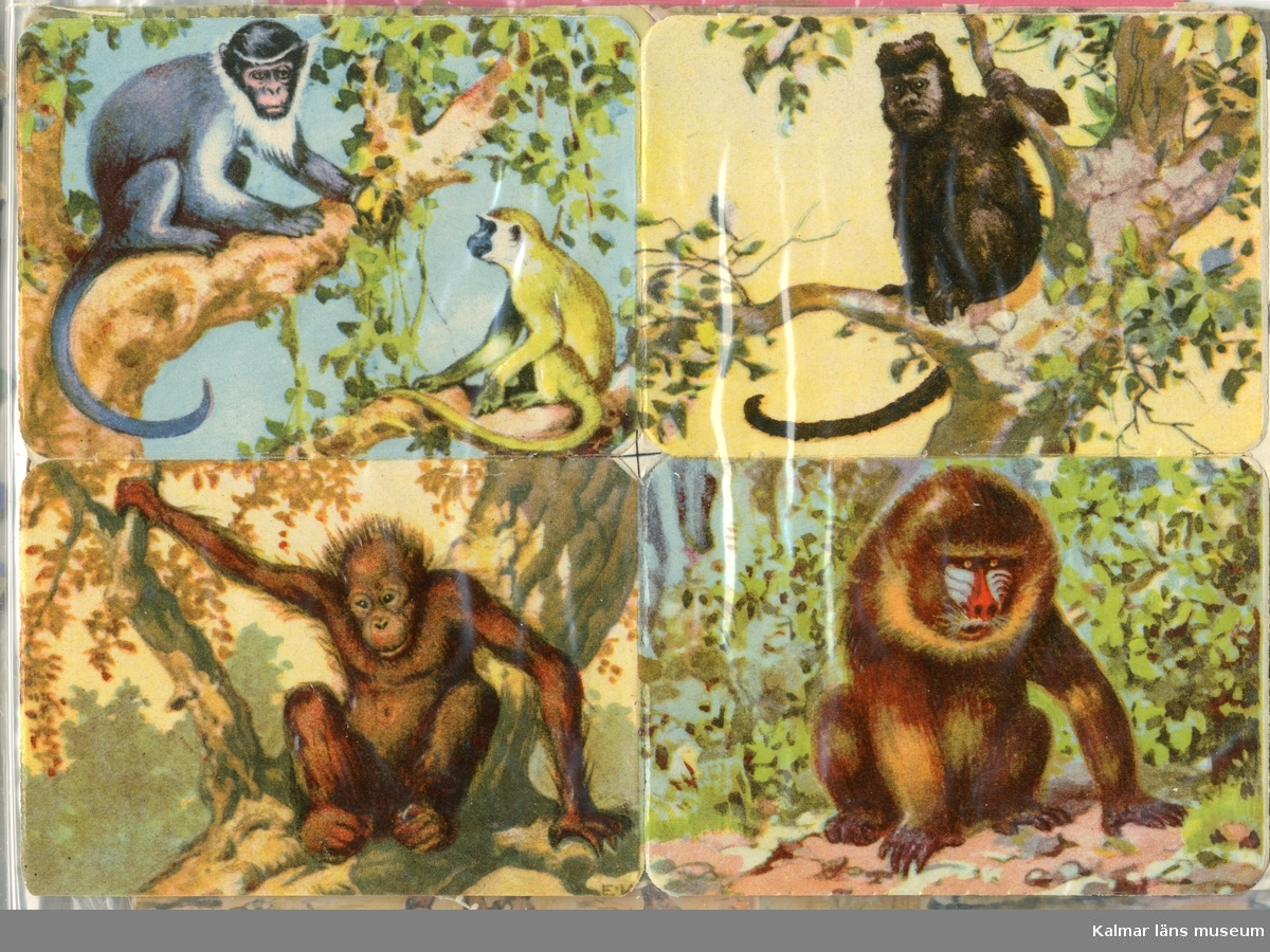 Olika sorters apor; Markatta och Dödskalleapa, Vrålapa ?, Orangutang och Mandrill.