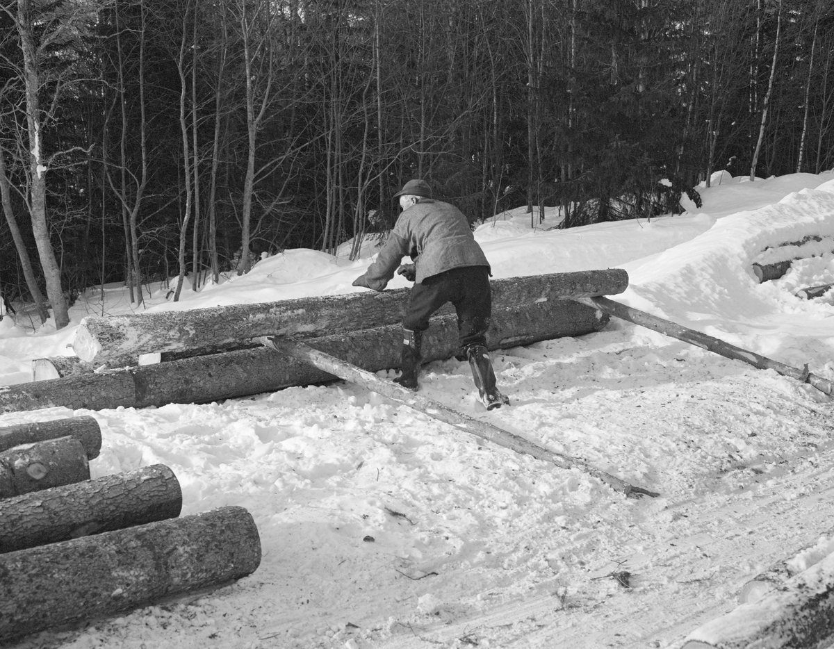 Avlessing av tømmer på velteplass. Lundberget, Trysil, Hedmark.