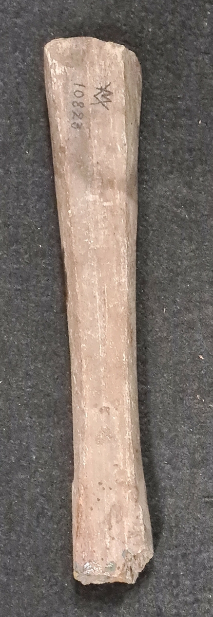 10 823 Anfasteröd, Ljunga socken, Bohuslän.

Bryne, skiffer, fragment, 1 st. Avslagen. L. 16,4 cm.