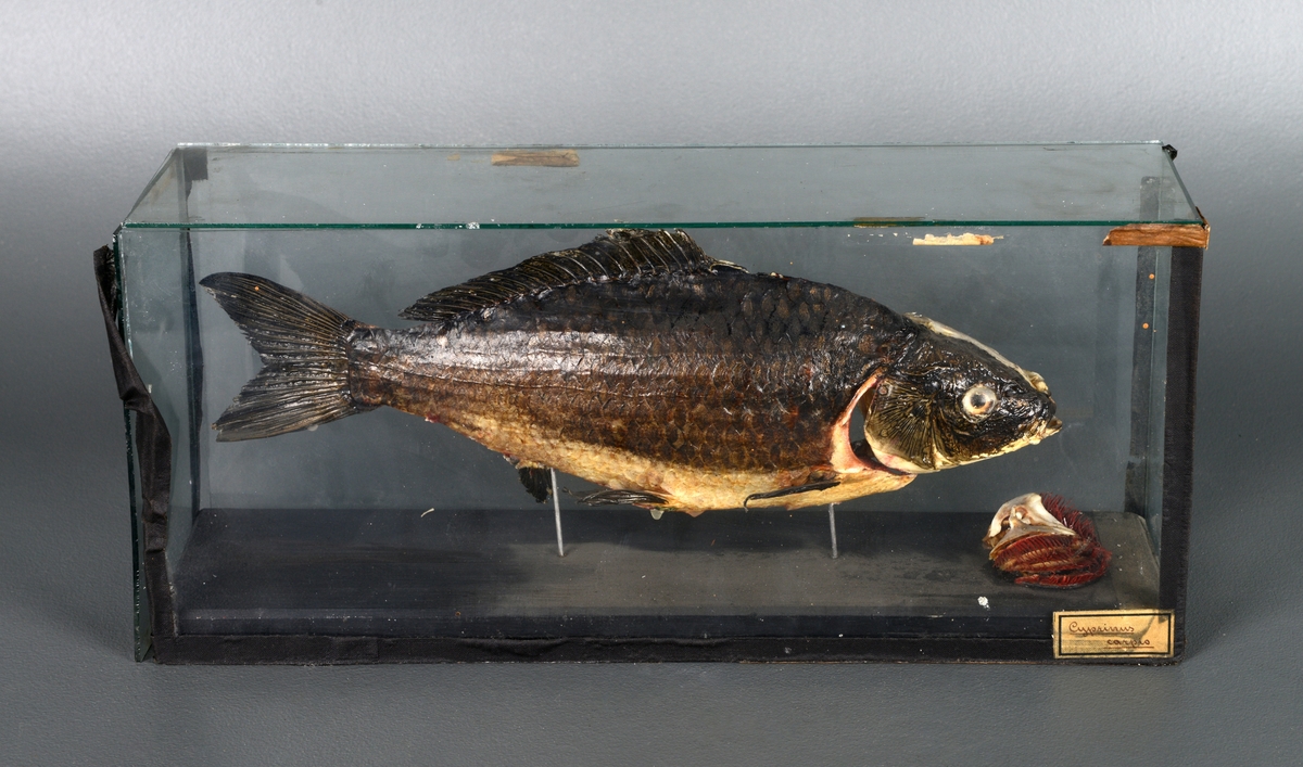 Modell av karpe (Cyprinus Carpio) montert på stativ i lukket glassmonter. På den ene siden vises karpens utside, på den andre fiskens innside med skjelett. I bunnen av monteret ved fiskens hode, ligger modell av gjellene. Glassmonteret er forsterket med sort metall i kantene.