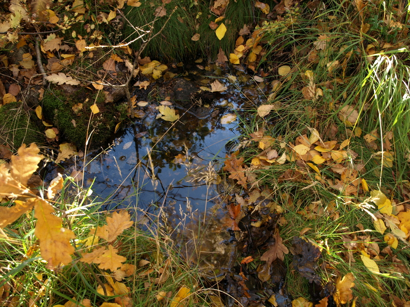 Like sør for stedet, på andre siden av Bybakken, finnes en liten brønn romanifolket benyttet når de var på Taterløkka. Foto: Bodil Andersson, Østfoldmuseene - Halden historiske Samlinger, 2008.