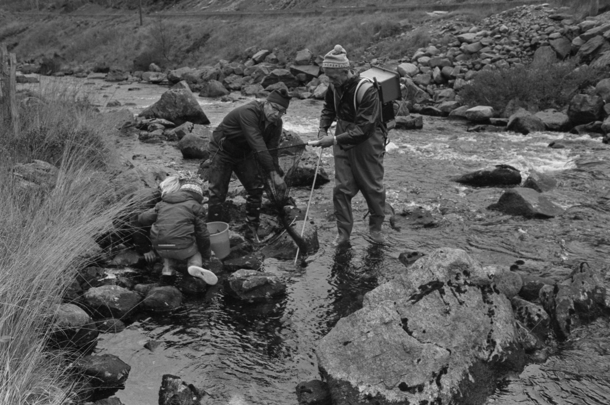 Fangst av forsøksaure på Storsheia i bekken som renner ut i Urdalsvatnet, 1979.