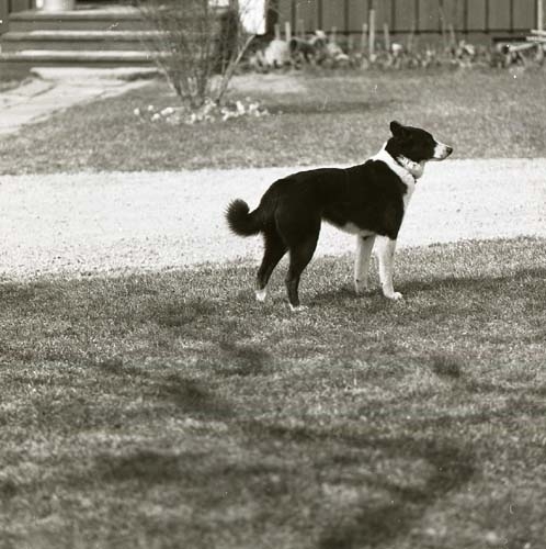 Hunden Tanja, maj 1976.