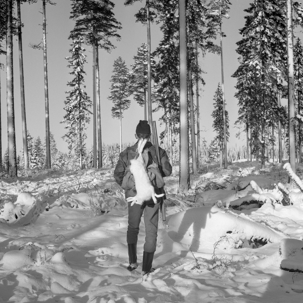 Jeger med hare fotografert under harejakt i Landsjøåsen i Trysil i november 1962.