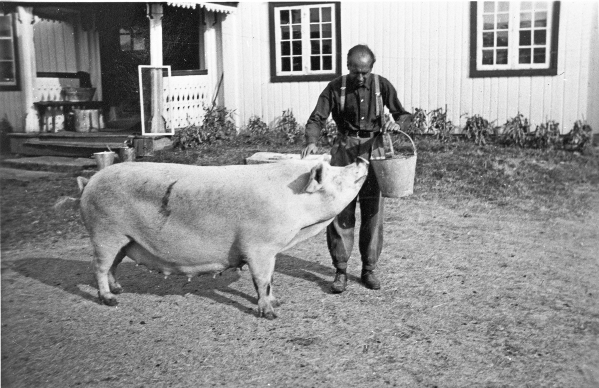 Avlsgris på Skare, omkring 1950. Griseverten het Jacobsen.