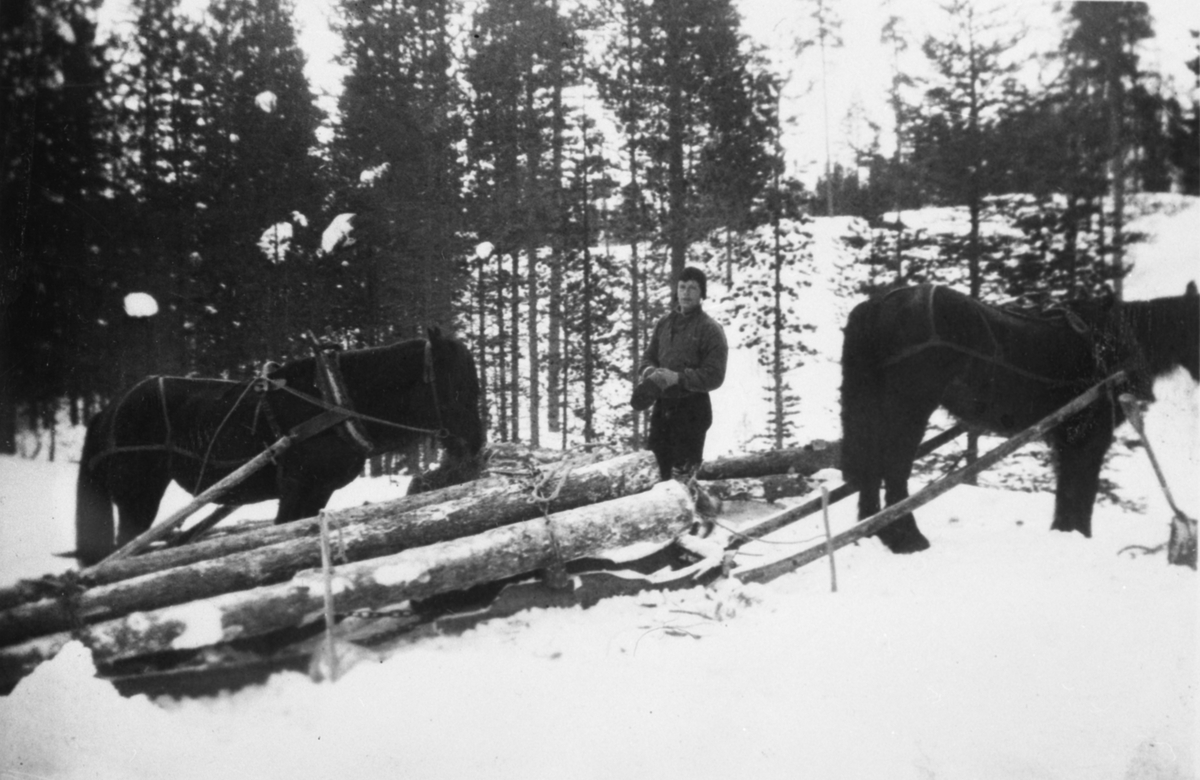 Tømmerkjøring Med Hest Anno Musea I Nord Østerdalen Digitaltmuseum 