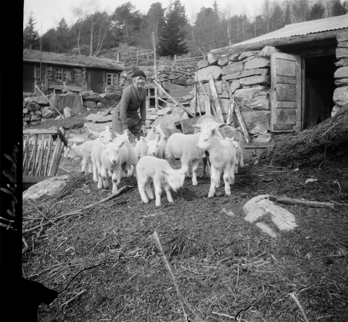 Kitty Wentzel står midt i en flokk med lam mellom husene i Haukdalen. I bakgrunnen Gammelstugu