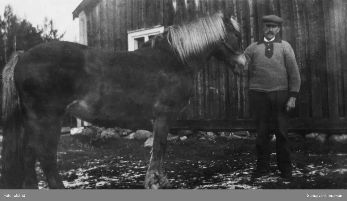 En man med en häst framför en träbyggnad. På bildens baksida står: Nils Emanuel Viklund, Nicke. Ur en samling som tillhört Rodin/Öhlén, Kovland.