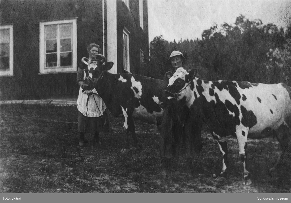 Två kvinnor som håller i varsin ko invid en mangårdsbyggnad. På bildens baksida står: Hofling, Knävland. Ur en samling som tillhört Lotta Nordlund, Strömås.