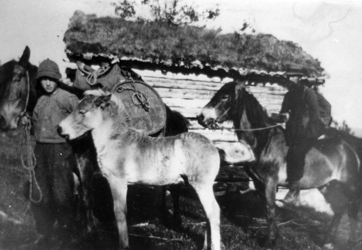 Frå venstre ståande ved hesten: Ola A. Kongslien. På hesteryggen: Andris O. Kongslien