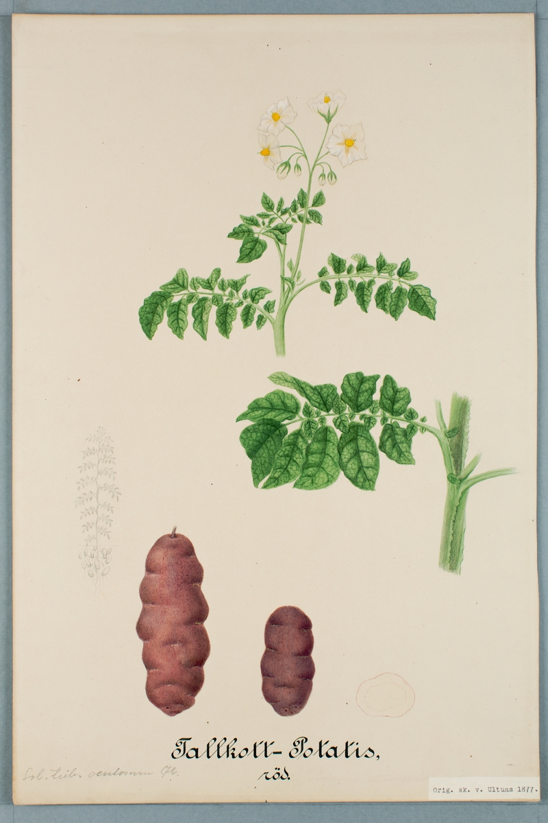 Sveriges kulturväxter. Illustration utförd av Henriette Sjöberg. Potatis, (Tallkottpotatis), röd. Odlad Ultuna 1877. Inv. nr. C101 : 303.