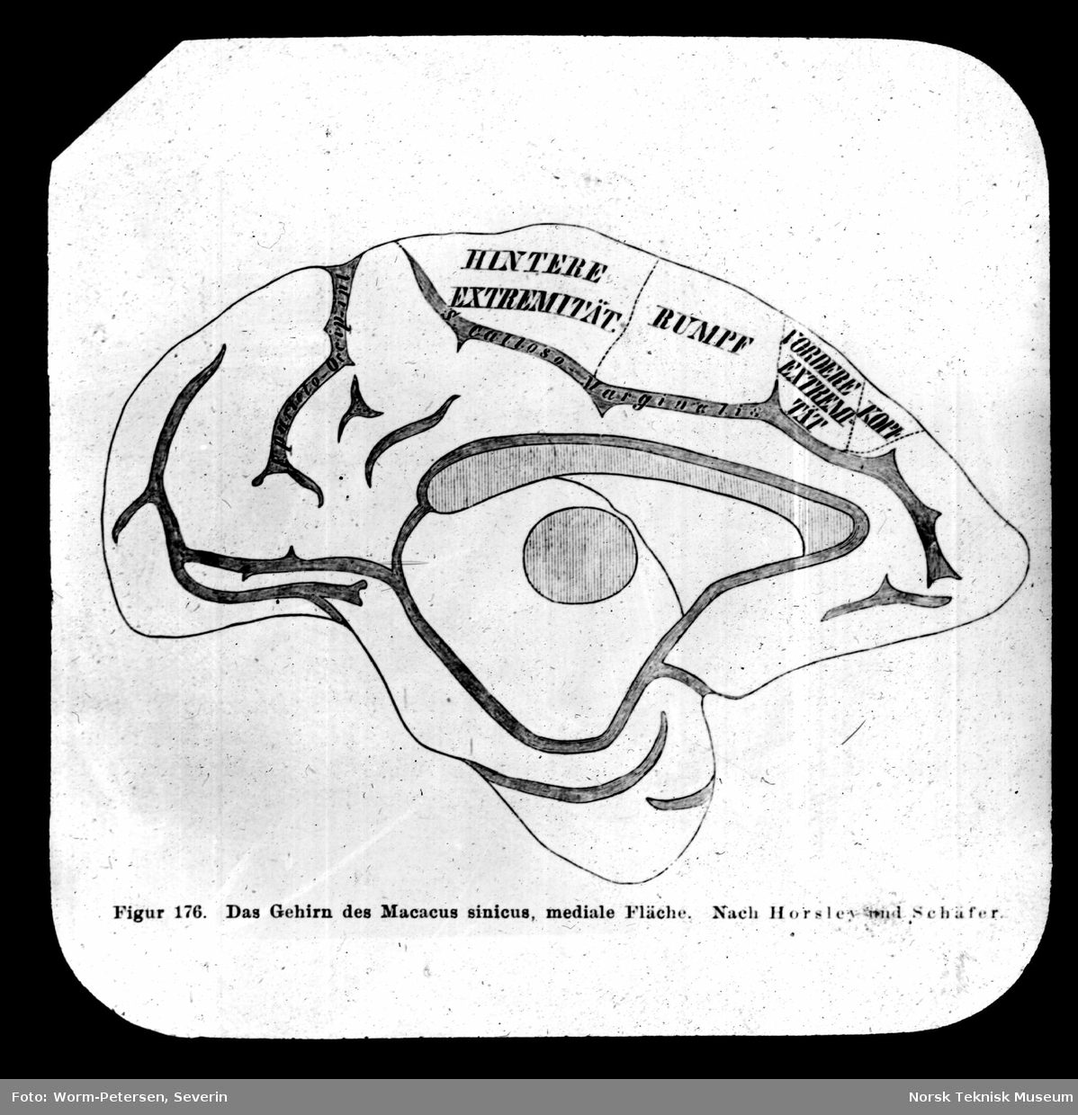 Hjernen til Macacus sinicus, mediale overflater