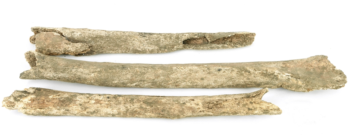 Obrända ben, tre stycken, från skelettgrav.

Kvinna begravd på 1200- eller 1300-talet.