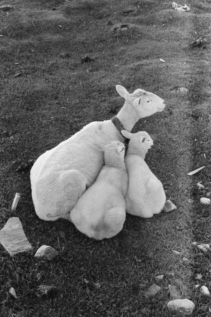 En søye med to lam