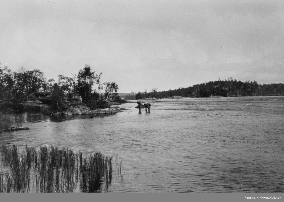 Oversiktbilde over Mennvika i Sør-Varanger. To menn står ute i vannet å undersøker noe.