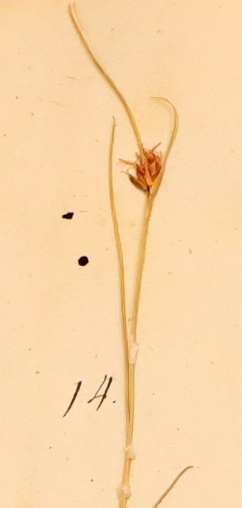 Plante nr. 14 frå Ivar Aasen sitt herbarium.  