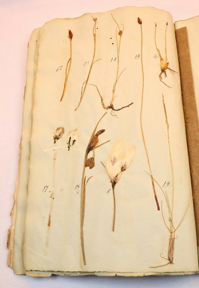 Plante nr. 16 frå Ivar Aasen sitt herbarium.  