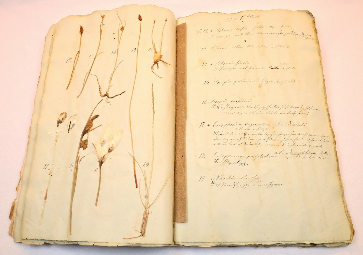 Plante nr. 19 frå Ivar Aasen sitt herbarium.  