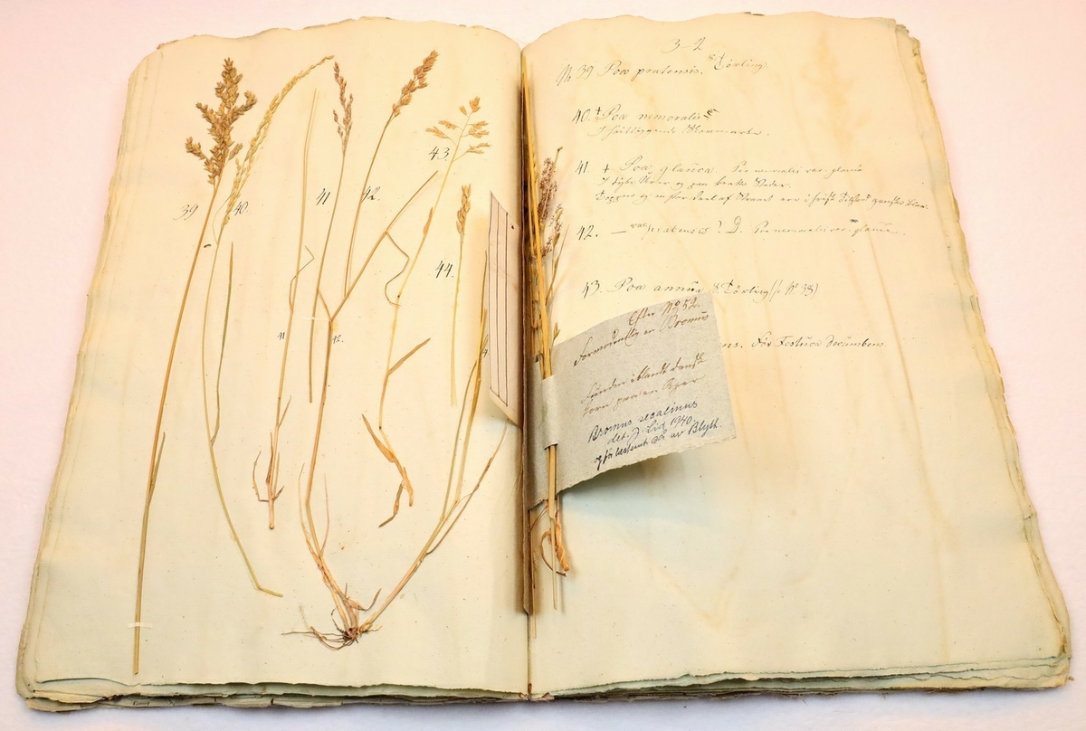 Plante nr. 41 frå Ivar Aasen sitt herbarium.  

Planten er av same art som nr. 42 i herbariet.