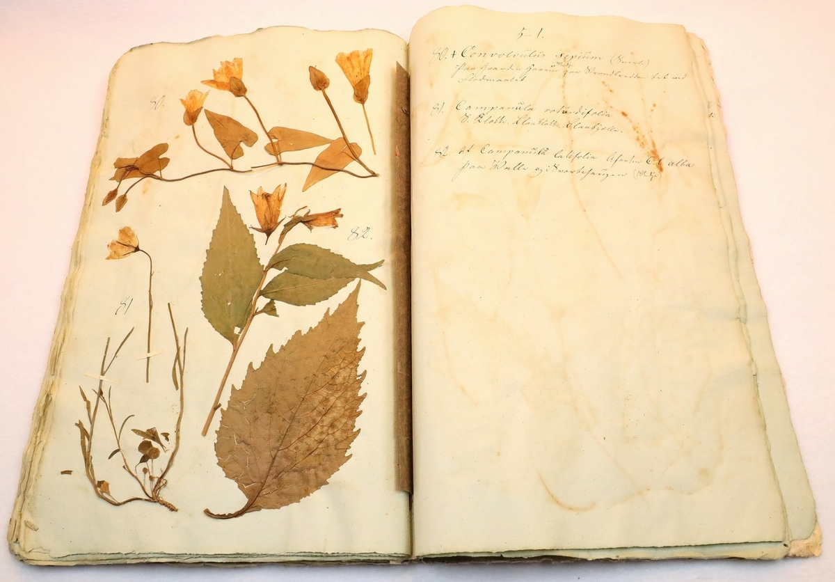 Plante nr. 82 frå Ivar Aasen sitt herbarium.  