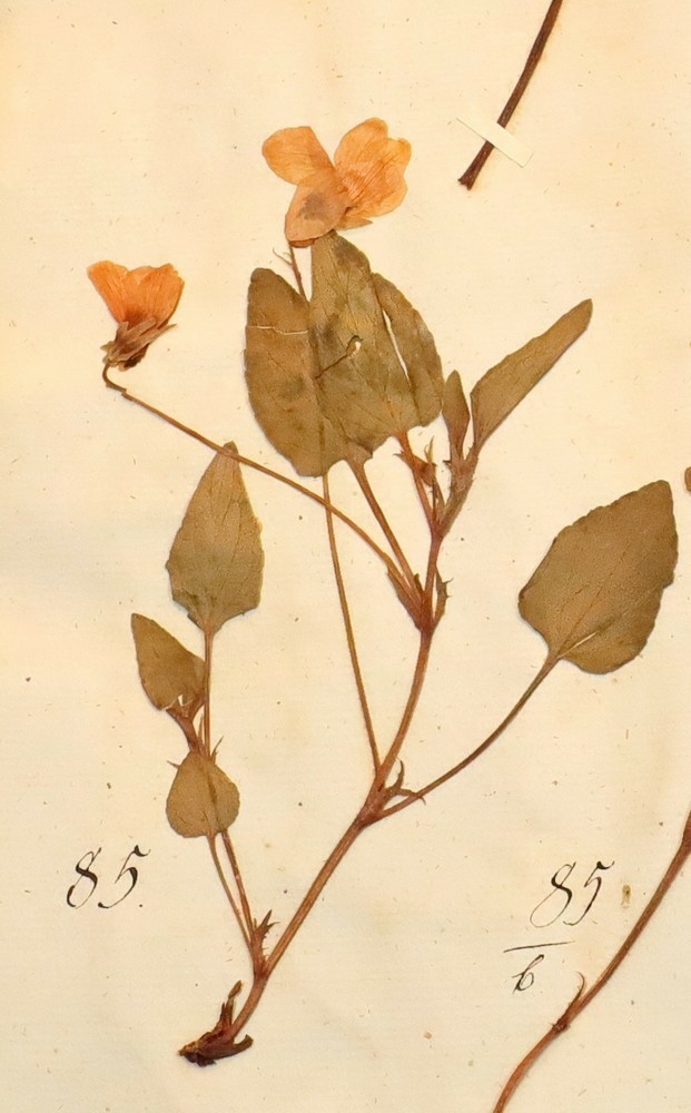 Plante nr. 85 frå Ivar Aasen sitt herbarium.  