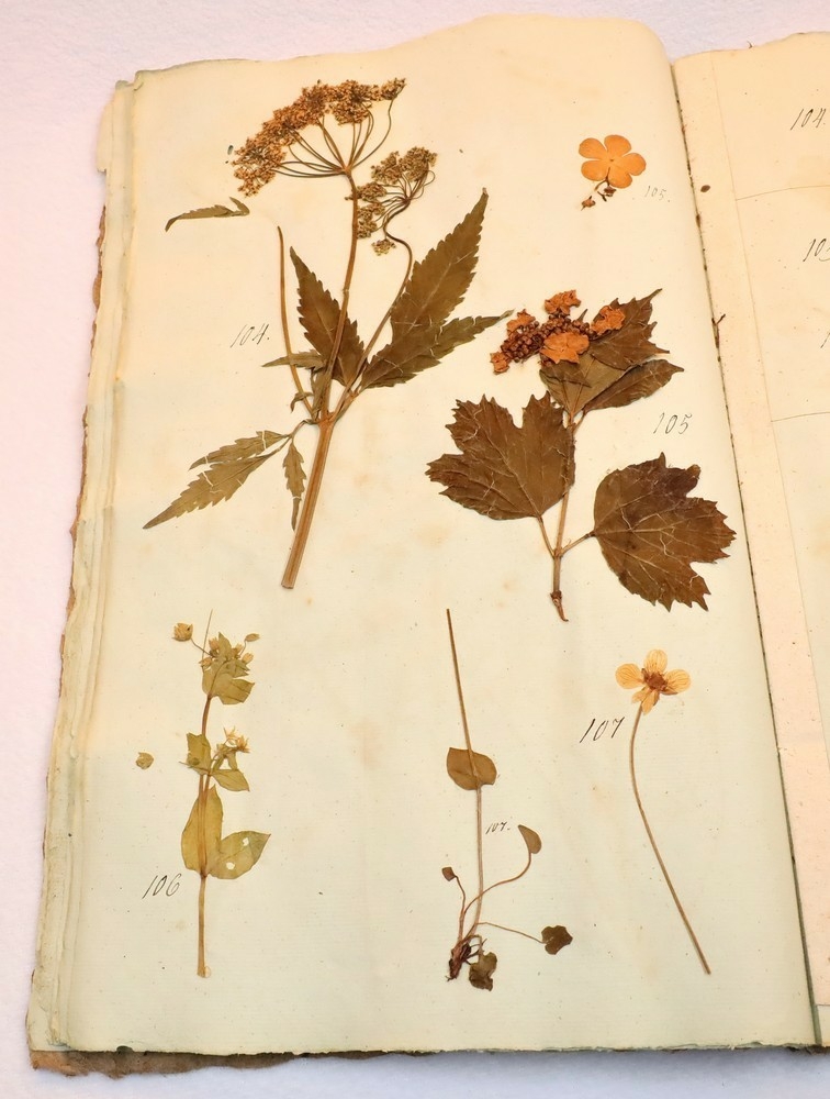 Plante nr. 106 frå Ivar Aasen sitt herbarium.  