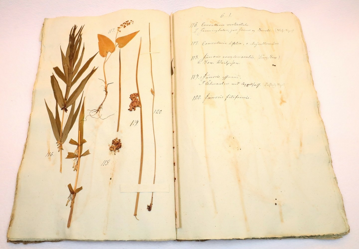 Plante nr. 119 frå Ivar Aasen sitt herbarium.  