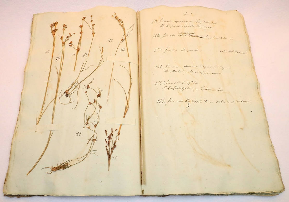 Plante nr. 125 frå Ivar Aasen sitt herbarium.  