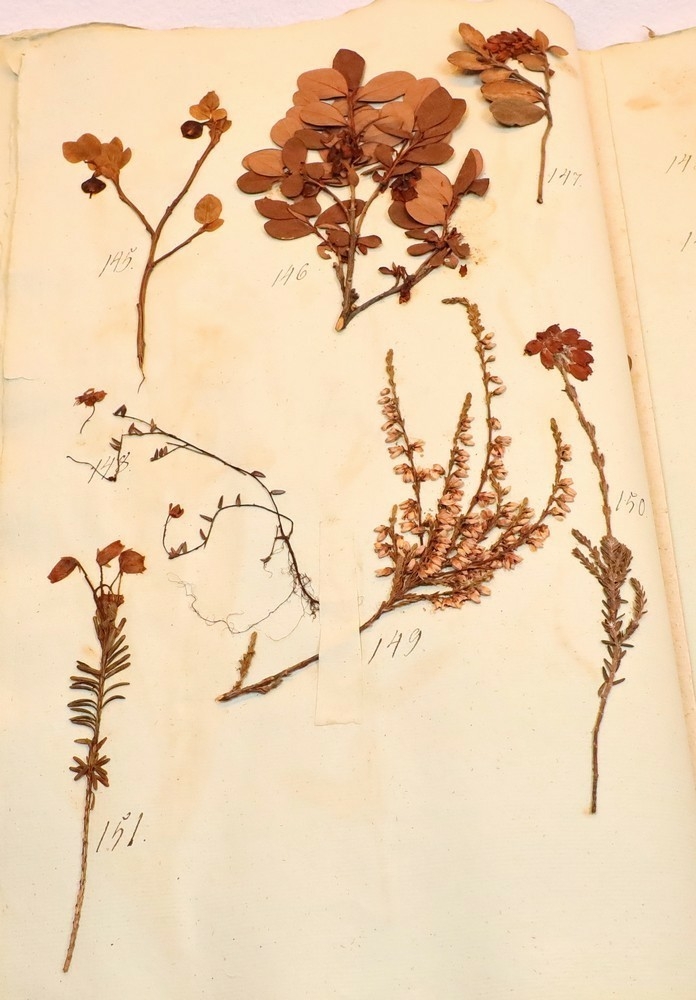 Plante nr. 146 frå Ivar Aasen sitt herbarium.  