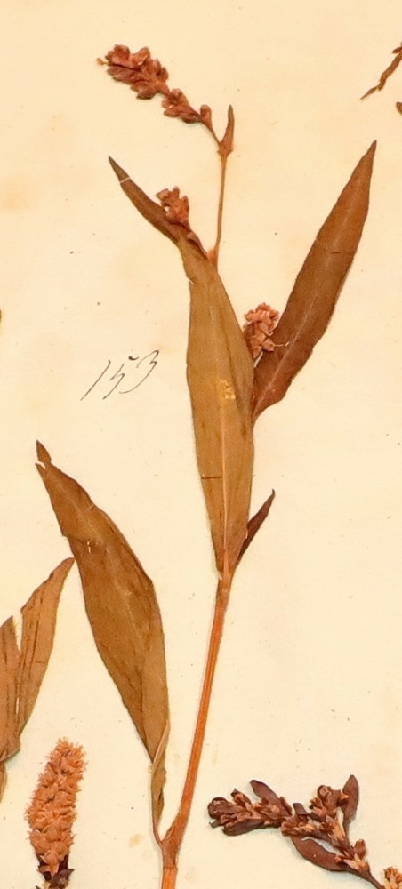 Plante nr. 153 frå Ivar Aasen sitt herbarium.  