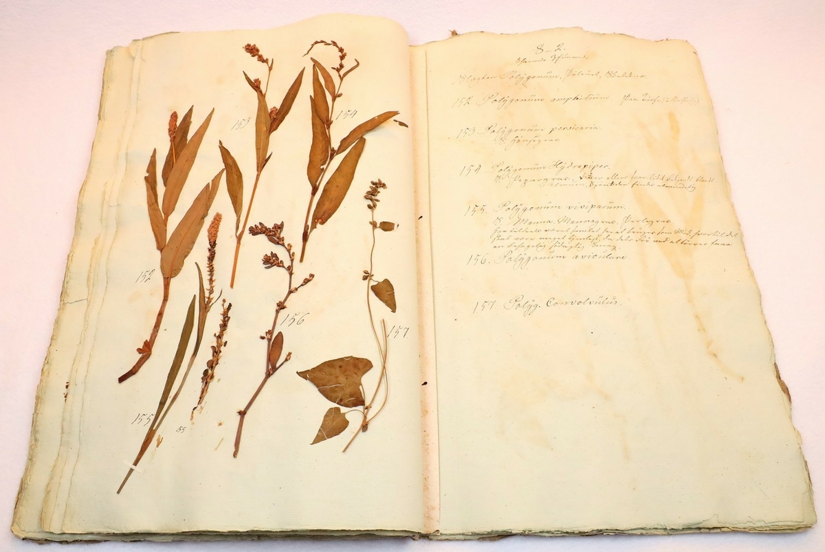 Plante nr. 152 frå Ivar Aasen sitt herbarium.  